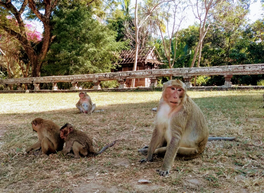 aapjes cambodja siem riep ankor wat