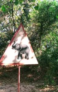 pas op olifant cambodja